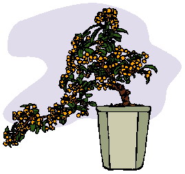 bonsai-immagine-animata-0021