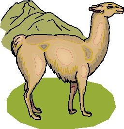 lama-immagine-animata-0014