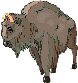 bufalo-immagine-animata-0021