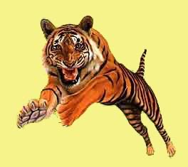tigre-immagine-animata-0021