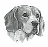 beagle-immagine-animata-0003