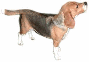 beagle-immagine-animata-0005
