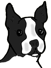 boston-terrier-immagine-animata-0008