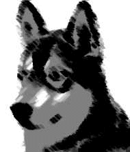 husky-immagine-animata-0002