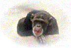 scimmia-immagine-animata-0122