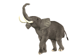 elefante-immagine-animata-0341