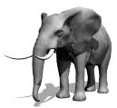 elefante-immagine-animata-0354