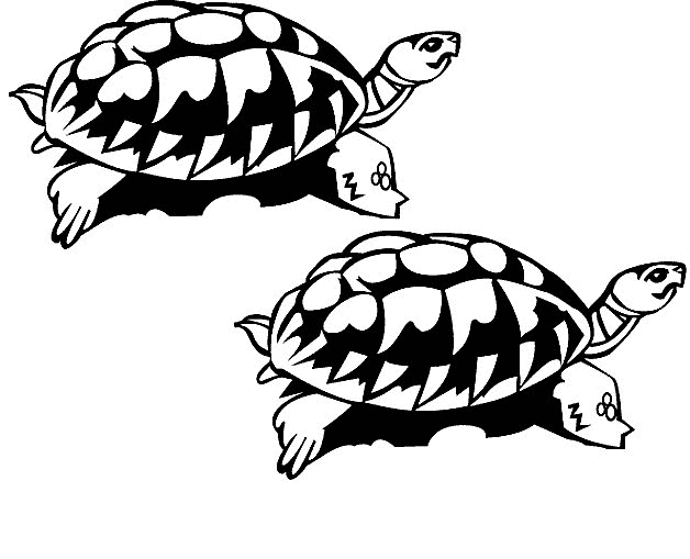 tartaruga-da-colorare-immagine-animata-0005