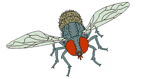 mosca-immagine-animata-0039
