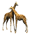 giraffa-immagine-animata-0046