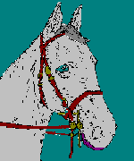 cavallo-immagine-animata-0141