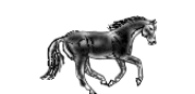 cavallo-immagine-animata-0241