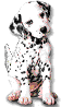 cane-dalmata-immagine-animata-0010