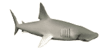squalo-immagine-animata-0028