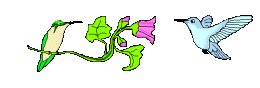 colibri-immagine-animata-0021