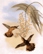 colibri-immagine-animata-0044