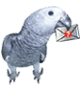 pappagallo-immagine-animata-0046