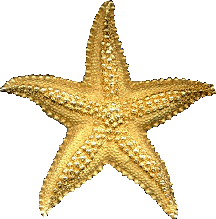 stella-marina-immagine-animata-0008