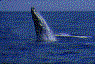 balena-immagine-animata-0010