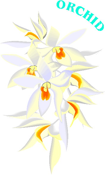 orchidea-immagine-animata-0005