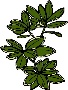 foglia-immagine-animata-0194