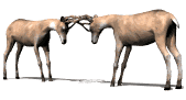 cervo-immagine-animata-0066
