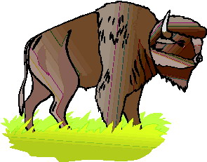 bufalo-immagine-animata-0033