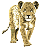 leopardo-immagine-animata-0003