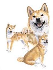 shiba-immagine-animata-0007