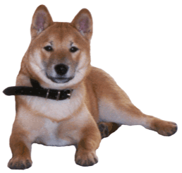 shiba-immagine-animata-0010