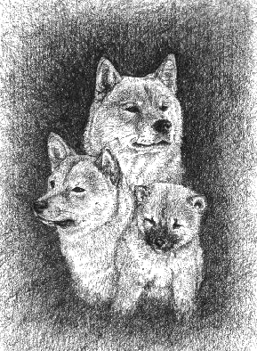 shiba-immagine-animata-0018