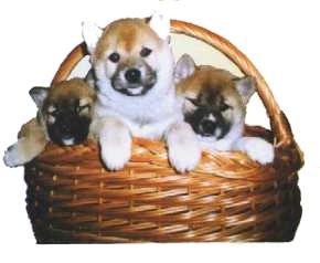 shiba-immagine-animata-0019