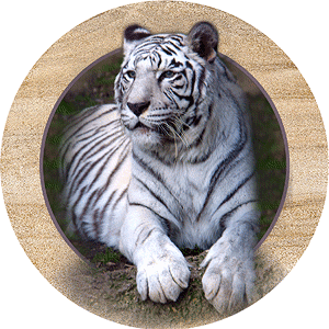 tigre-immagine-animata-0011