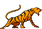 tigre-immagine-animata-0058