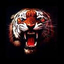 tigre-immagine-animata-0059