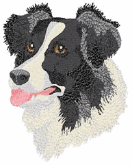 border-collie-immagine-animata-0004