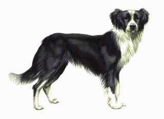 border-collie-immagine-animata-0020