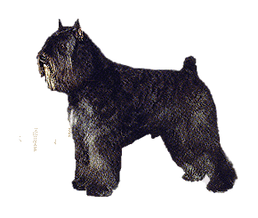 bovaro-delle-fiandre-immagine-animata-0013