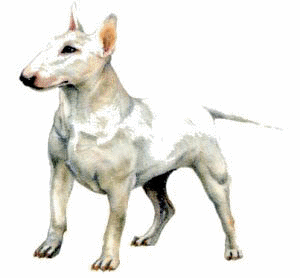 bull-terrier-immagine-animata-0015