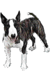 bull-terrier-immagine-animata-0025