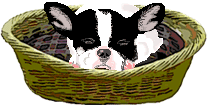 bulldog-immagine-animata-0005
