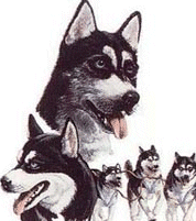 husky-immagine-animata-0001