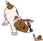 jack-russell-terrier-immagine-animata-0001
