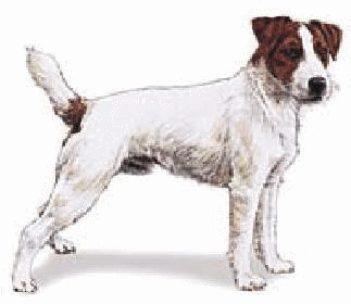 jack-russell-terrier-immagine-animata-0005