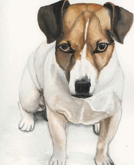 jack-russell-terrier-immagine-animata-0014