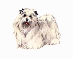 cane-maltese-immagine-animata-0010