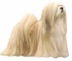 cane-maltese-immagine-animata-0028