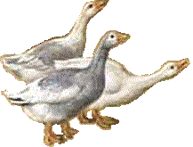 oca-immagine-animata-0025