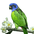 parrocchetto-e-pappagallino-immagine-animata-0010
