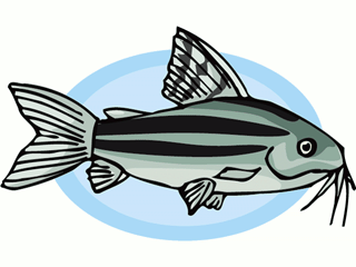 pesce-gatto-immagine-animata-0006